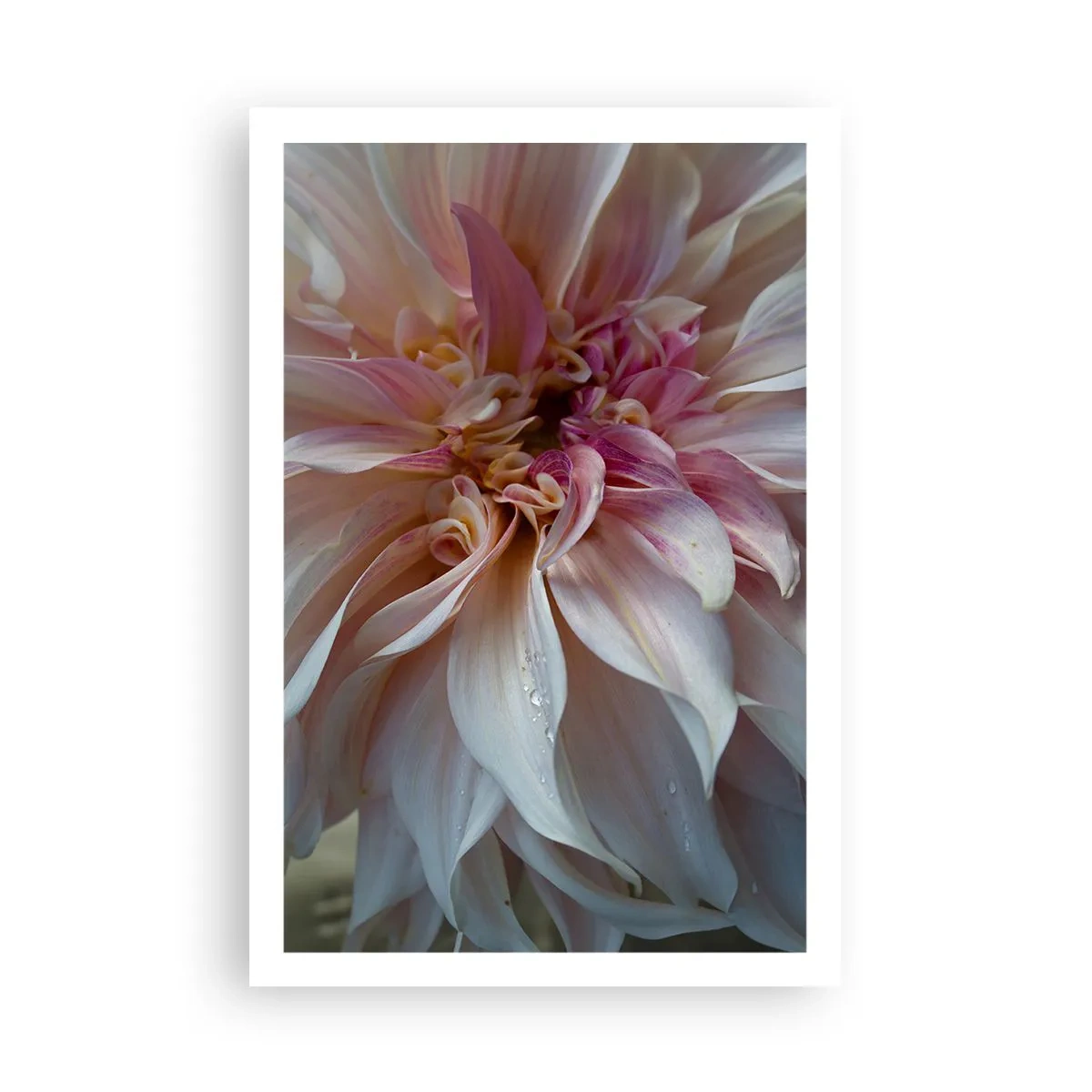 Plagát - Kvitnúca sviežosť - 61x91 cm