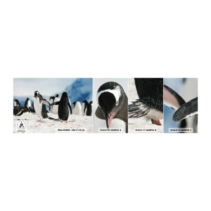Vzorka Fototapeta Standard Eco - Tanec na snehu - Tučniak, Antarktída, Krajina - 100x30 cm