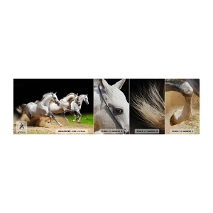 Vzorka fototapety Premium Sand - Tri Grácie - Kone, Zvieratá, Cval - 100x30 cm