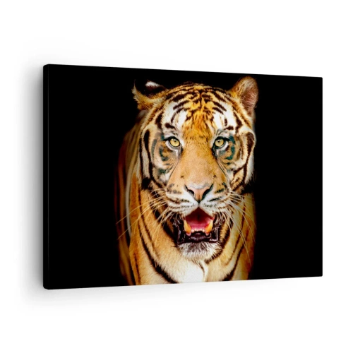Obraz na plátne - Tiger s otvorenými ústami na čiernom pozadí - 70x50cm - Divokosť v srdci - Moderná nástenná dekorácia do obývacej izby a spálne ARTTOR