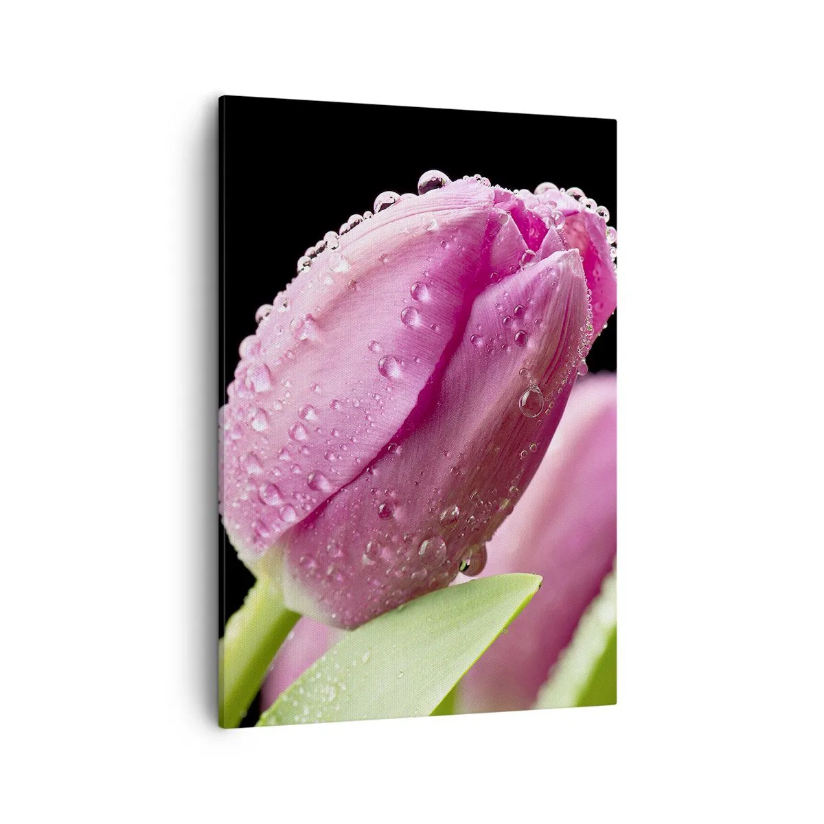 Obraz na plátne - Ľaliový sen v rose - 50x70 cm