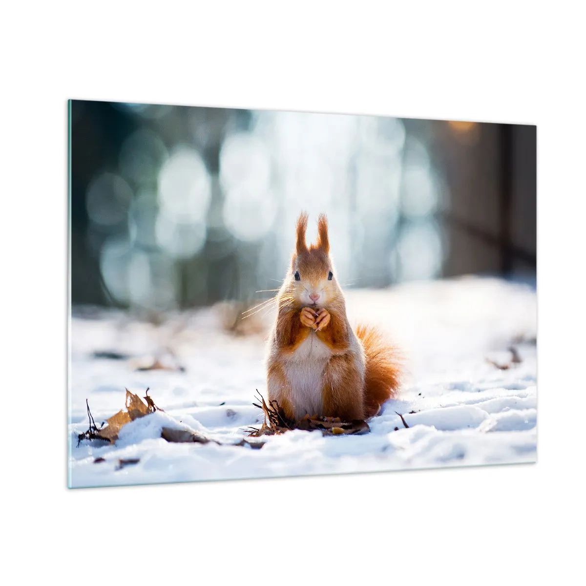 Obraz na skle - Čo sa tak pozeráš? - 100x70 cm