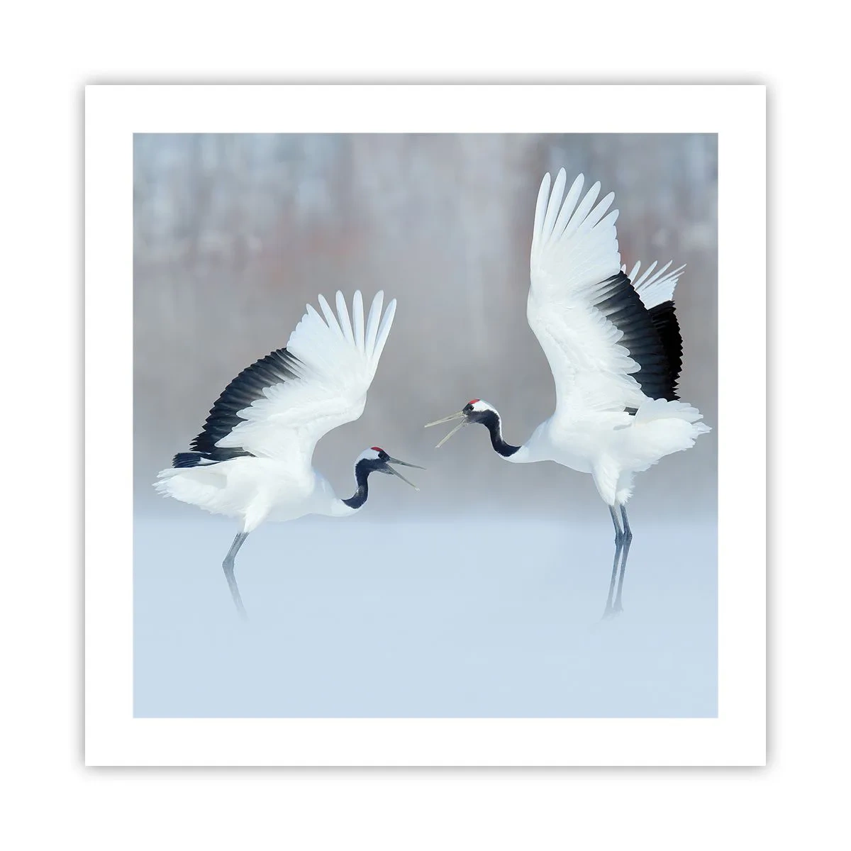 Plagát - Tanec v hmle - 50x50 cm