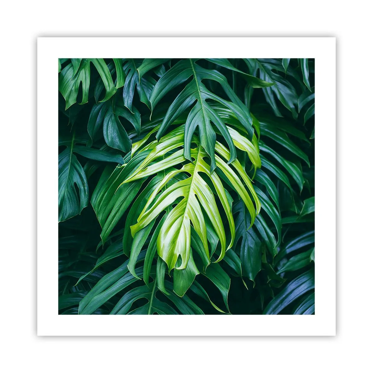 Plagát - Ponoriť sa do sviežosti - 50x50 cm