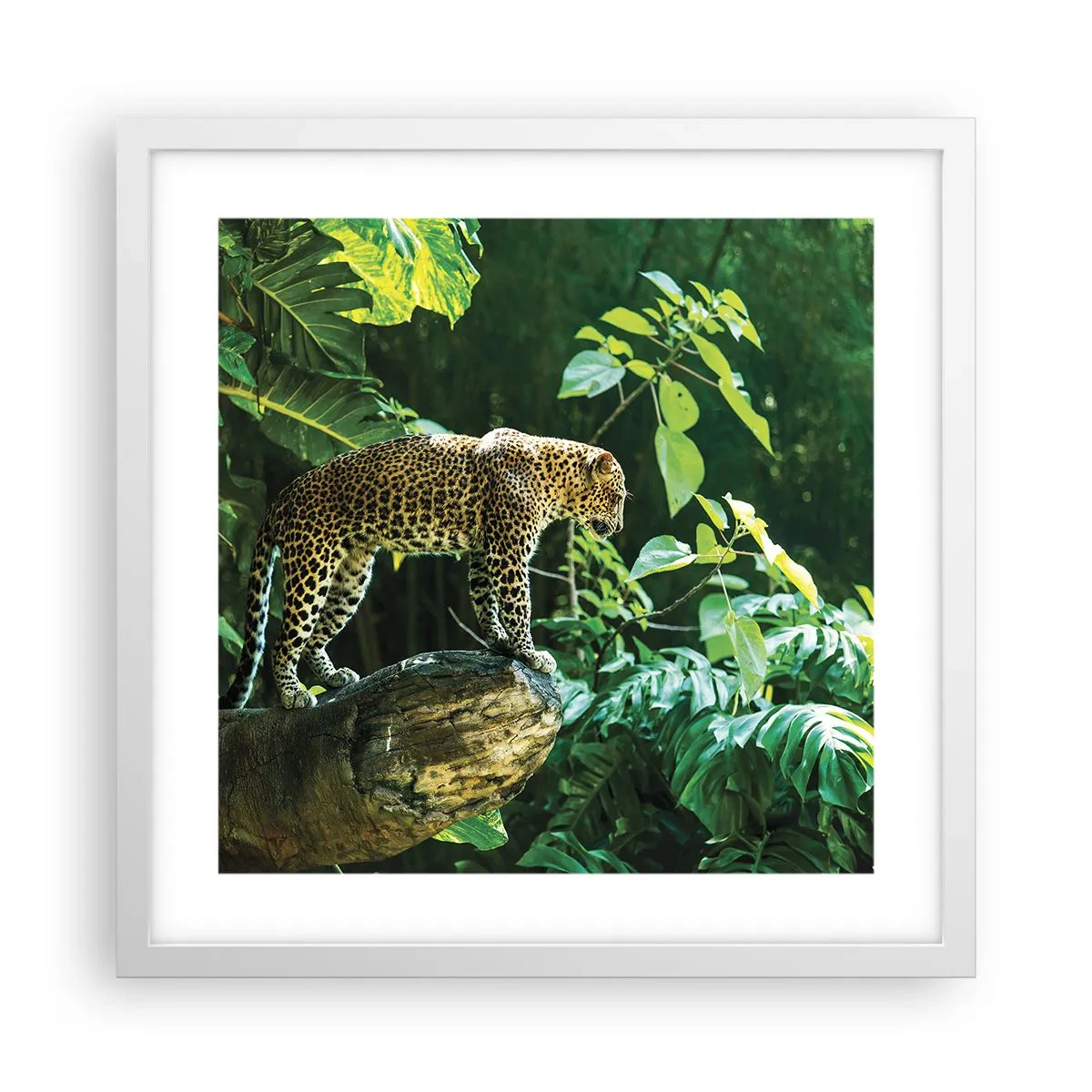 Plagát v bielom ráme - Na lov? - 40x40 cm