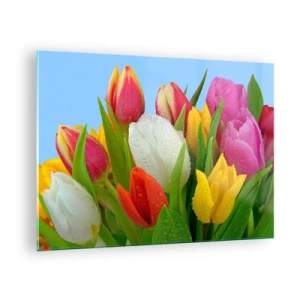 Obraz na skle - Farebné tulipány pokryté kvapkami rosy na modrom pozadí - 70x50cm - Kvetinová dúha v kvapkách rosy - Moderná nástenná dekorácia do obývacej izby a spálne ARTTOR