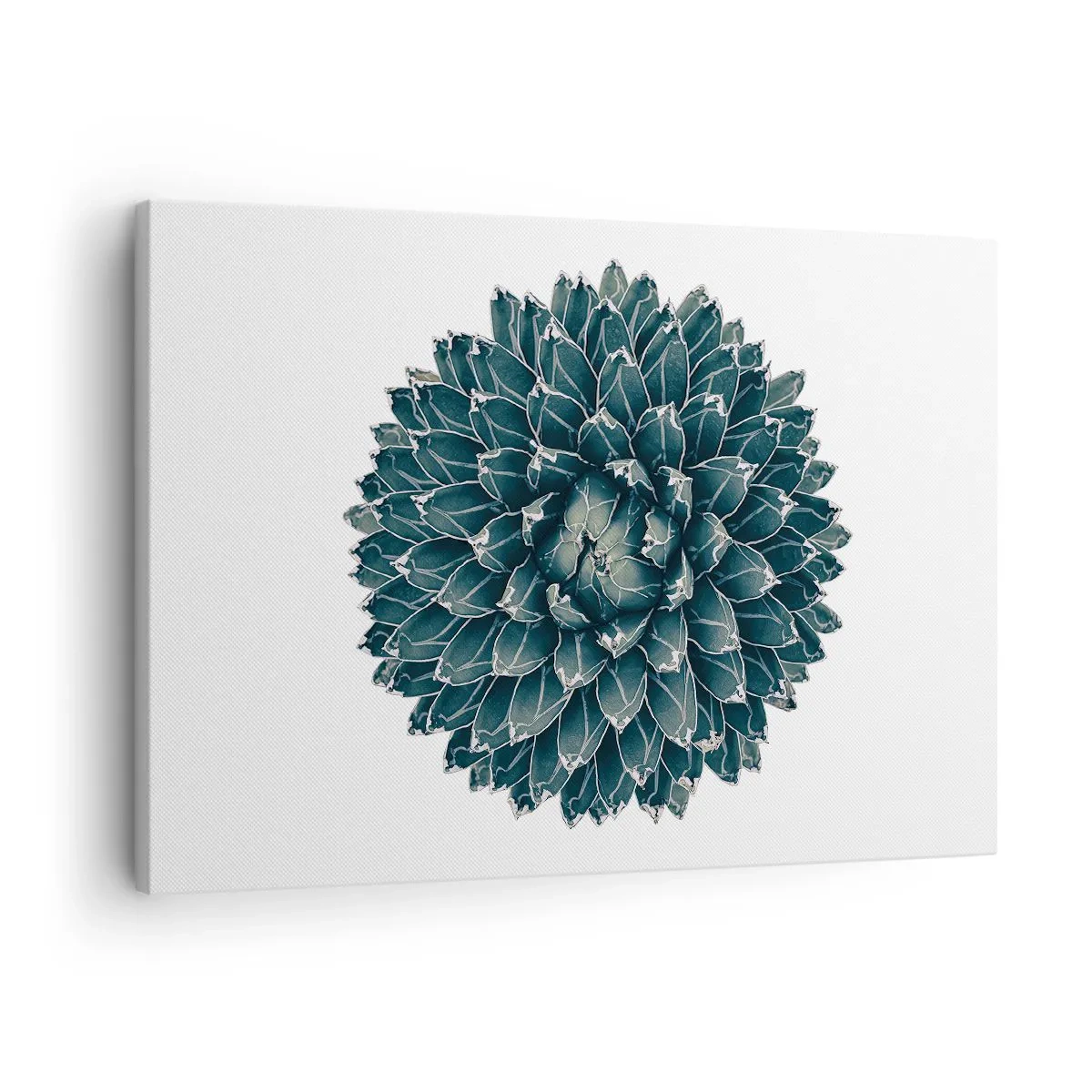 Obraz na plátne - Symetrická sukulentná rastlina na bielom pozadí - 70x50cm - Hviezda púšte - Moderná nástenná dekorácia do obývacej izby a spálne ARTTOR