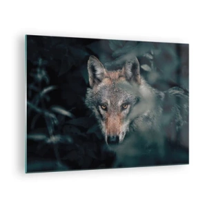 Obraz na skle - Vlk ostražito sleduje zo svojho úkrytu v lesnej húštine - 70x50cm - Predátor - Moderná nástenná dekorácia do obývacej izby a spálne ARTTOR