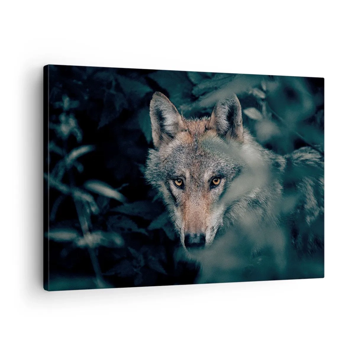 Obraz na plátne - Vlk vo svojom prirodzenom prostredí, vyzerajúci z hlbín lesa. - 70x50cm - Predátor - Moderná nástenná dekorácia do obývacej izby a spálne ARTTOR