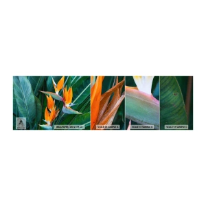 Vzorka Fototapeta Standard Eco - Je to kvetina, alebo vták? - Strelitzia Royal, Kvetina, Afriky - 100x30 cm