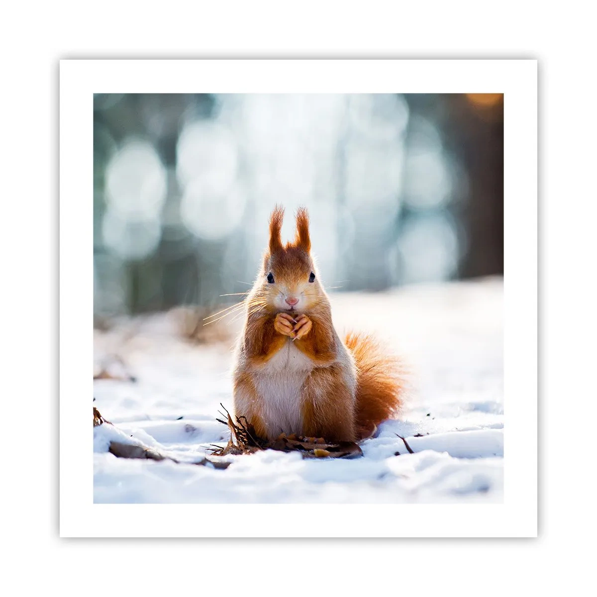 Plagát - Čo sa tak pozeráš? - 50x50 cm