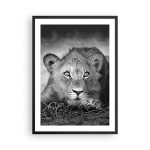 Plagát v čiernom ráme - Mladý lev v monochromatických tónoch - 50x70cm - Kráľovské šteňa - Moderná nástenná dekorácia do obývacej izby a spálne ARTTOR