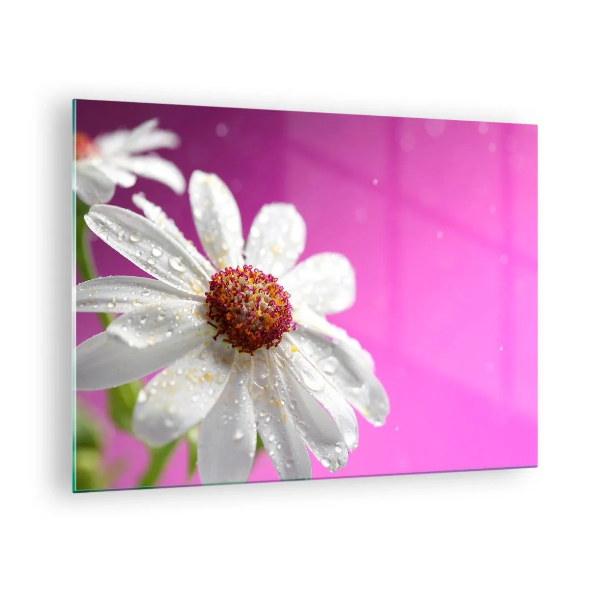 Obraz na skle - Makrofotografia bieleho kvetu s kvapkami rosy na ružovom pozadí - 70x50cm - Skromný vo svojej kráse - Moderná nástenná dekorácia do obývacej izby a spálne ARTTOR
