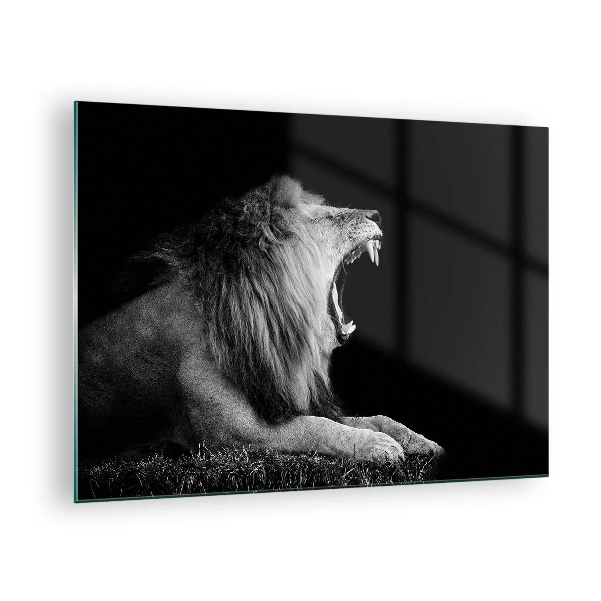 Obraz na skle - Čiernobiely portrét leva revujúceho proti tieňu - 70x50cm - Bez najmenších pochýb - Moderná nástenná dekorácia do obývacej izby a spálne ARTTOR