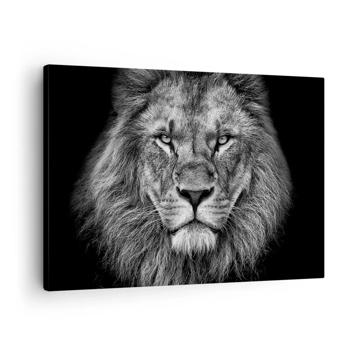Obraz na plátne - Portrét majestátneho leva v čiernobielej farbe - 70x50cm - V korunovačnom odeve - Moderná nástenná dekorácia do obývacej izby a spálne ARTTOR