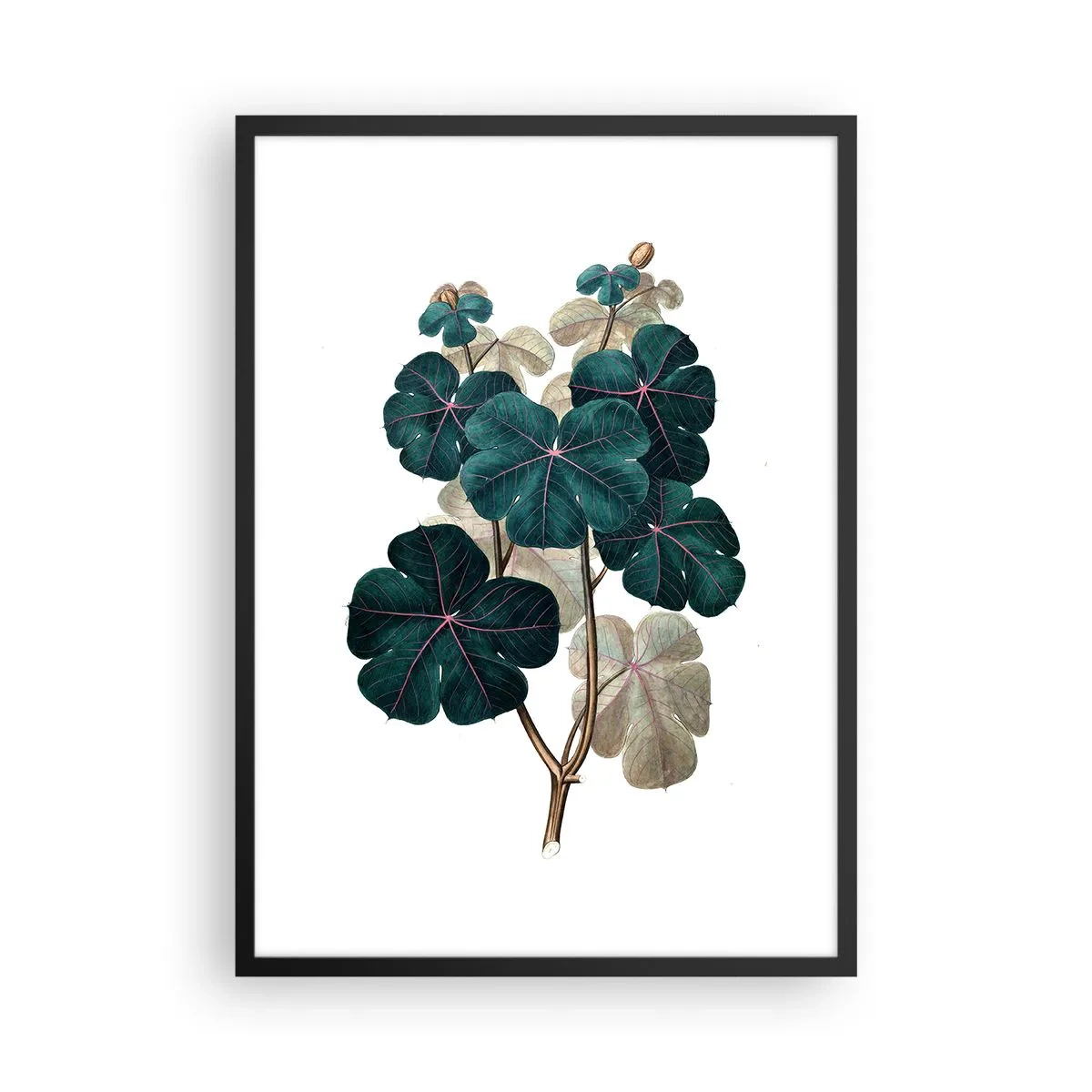 Plagát v čiernom ráme - Botanická ilustrácia s tmavozelenými listami na svetlom pozadí - 50x70cm - Zo starého herbára - Moderná nástenná dekorácia do obývacej izby a spálne ARTTOR