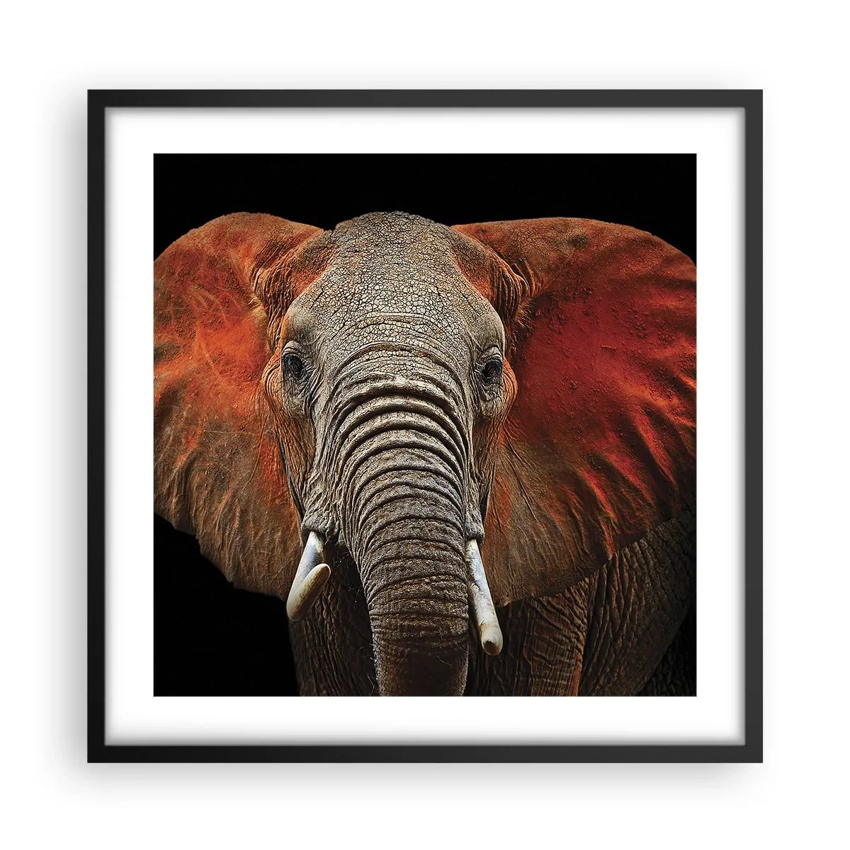 Plagát v čiernom ráme - Som divoký, a ty? - 50x50 cm