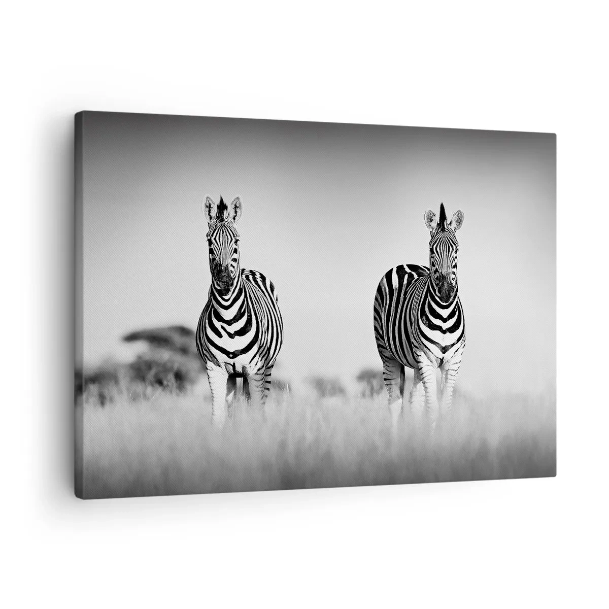 Obraz na plátne - Dve zebry v savane v monochromatickom štýle - 70x50cm - A svet je aj tak čierno-biely - Moderná nástenná dekorácia do obývacej izby a spálne ARTTOR