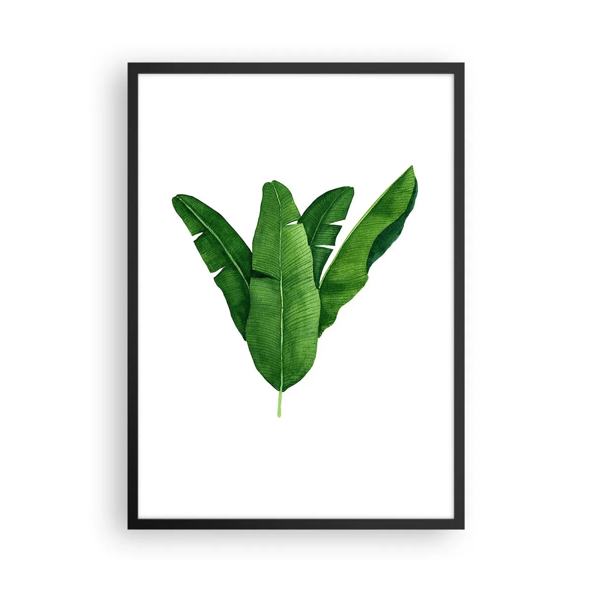 Plagát v čiernom ráme - Akvarelová ilustrácia symetricky usporiadaných banánových listov na bielom pozadí. - 50x70cm - Zelená symetria - Moderná nástenná dekorácia do obývacej izby a spálne ARTTOR