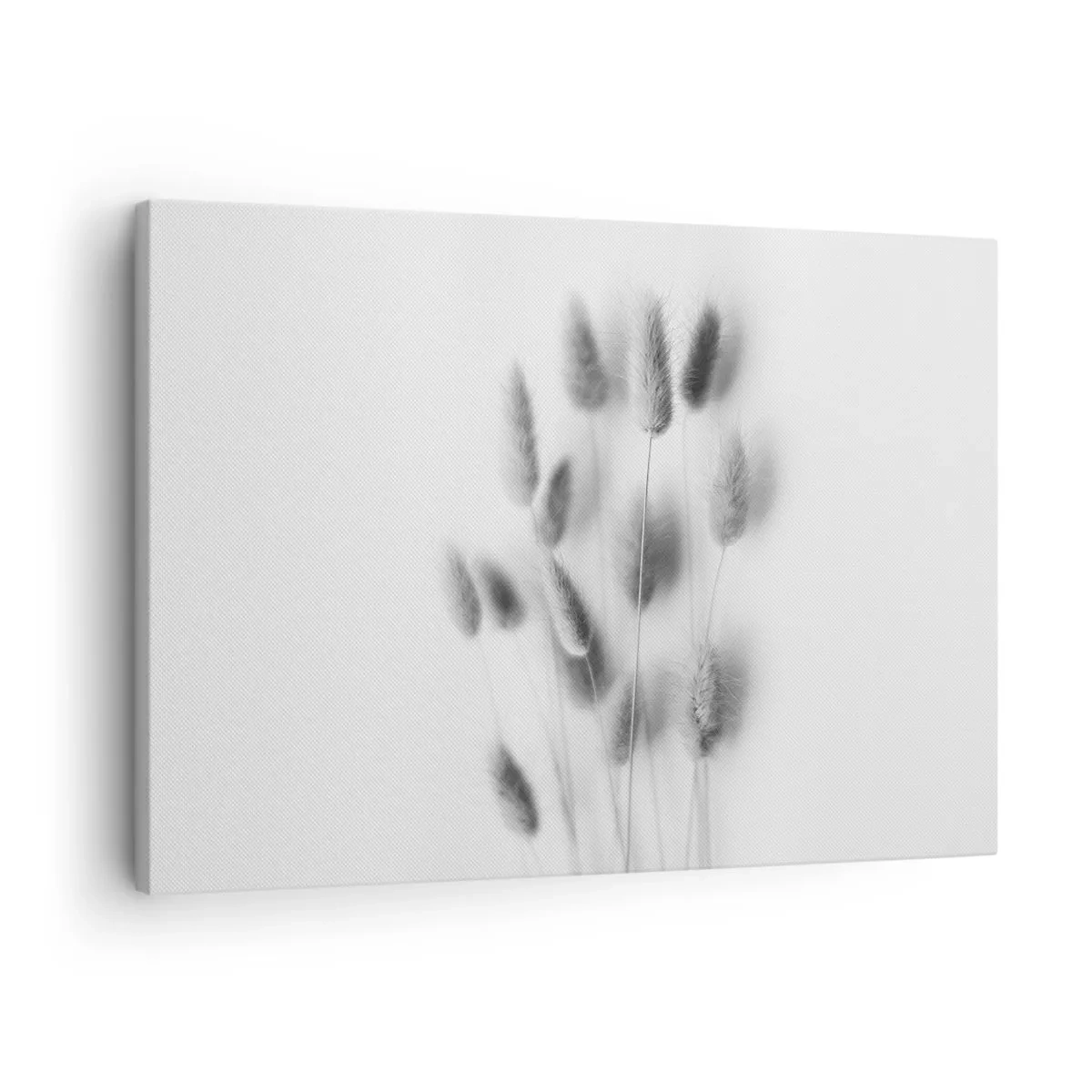 Obraz na plátne - Jemné trávy v odtieňoch sivej na bielom pozadí - 70x50cm - Našuchorená tráva - Moderná nástenná dekorácia do obývacej izby a spálne ARTTOR