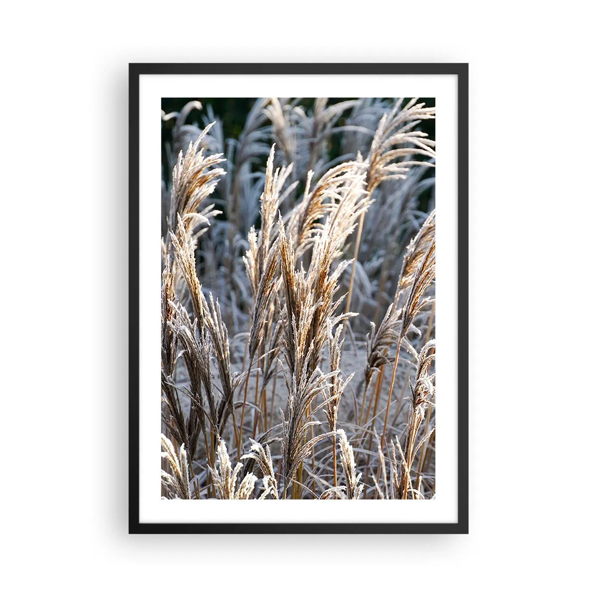 Plagát v čiernom ráme - Sušené trávy pokryté mrazom v zimnej krajine - 50x70cm - Mrazom pokryté - Moderná nástenná dekorácia do obývacej izby a spálne ARTTOR