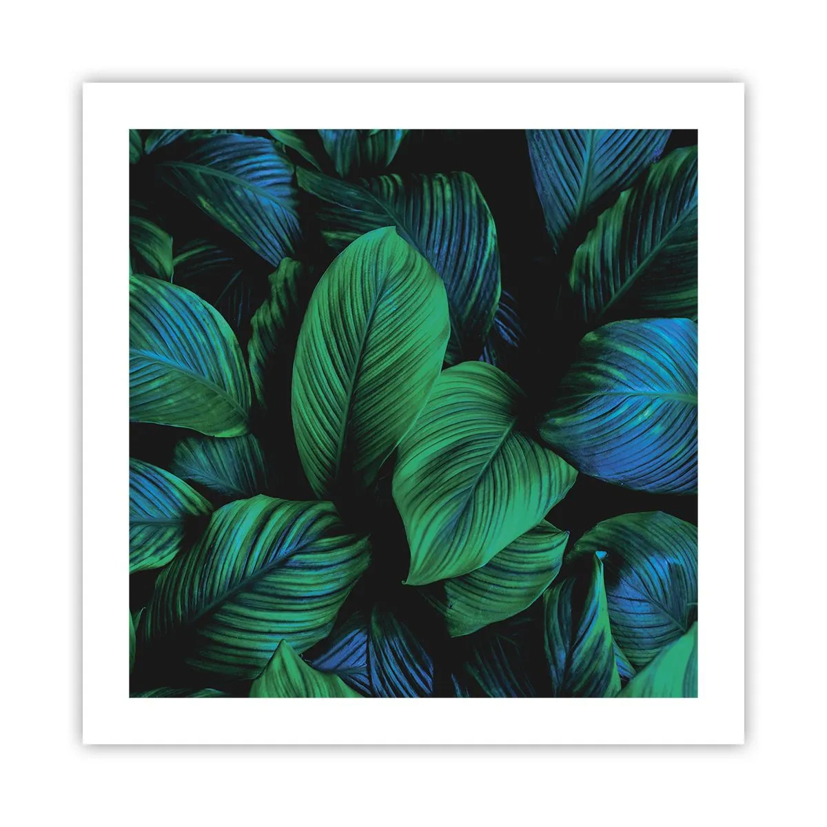 Plagát - V zelenom dave - 50x50 cm