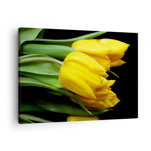 Obraz na plátne - Kytica žltých tulipánov na čiernom pozadí - 70x50cm - Vznikli z čistého slnka - Moderná nástenná dekorácia do obývacej izby a spálne ARTTOR