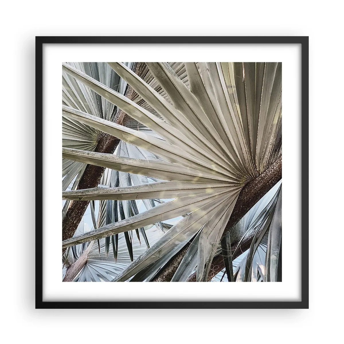 Plagát v čiernom ráme - Vejáre v trópoch - 50x50 cm