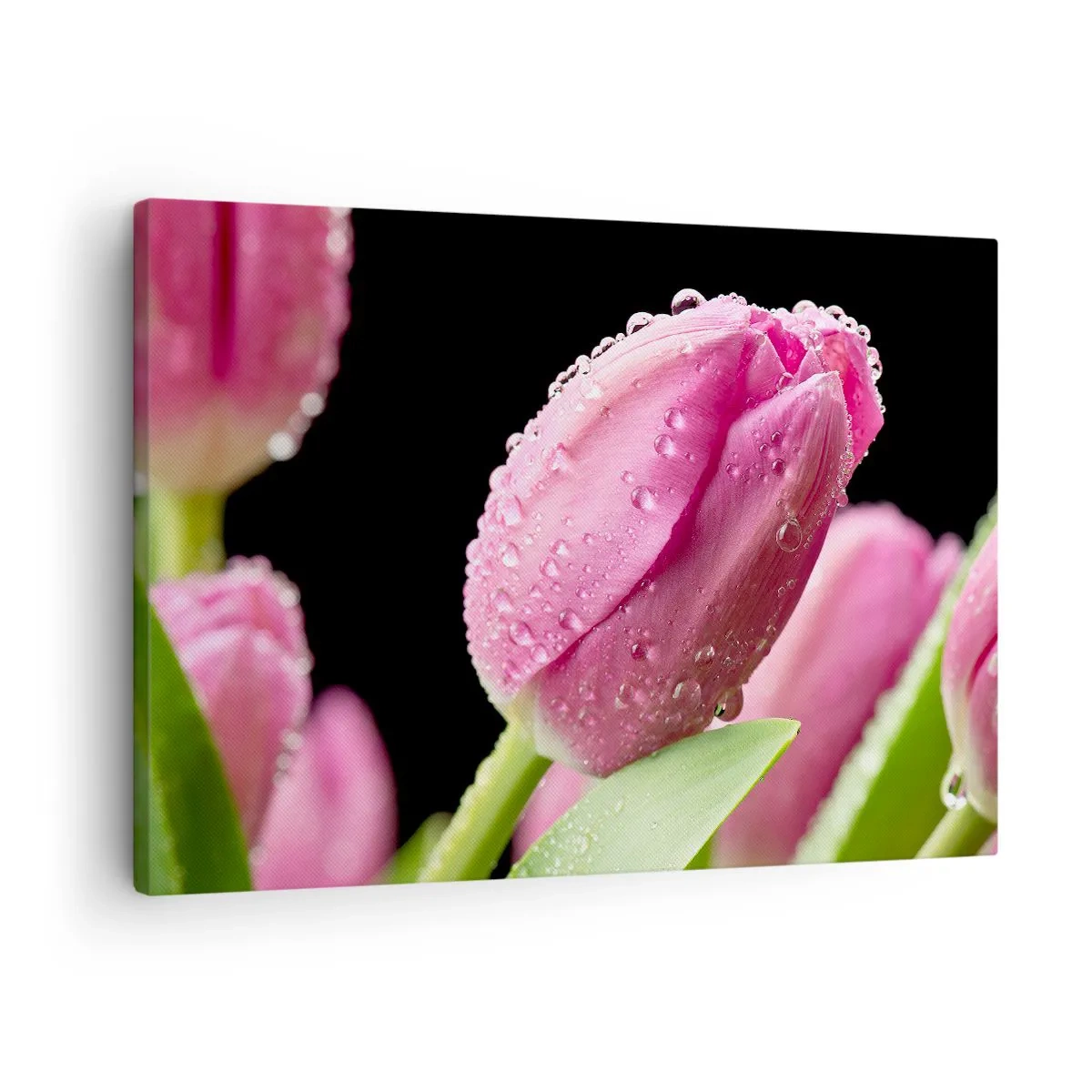 Obraz na plátne - Ružový tulipán s kvapkami vody na čiernom pozadí - 70x50cm - Ľaliový sen v rose - Moderná nástenná dekorácia do obývacej izby a spálne ARTTOR