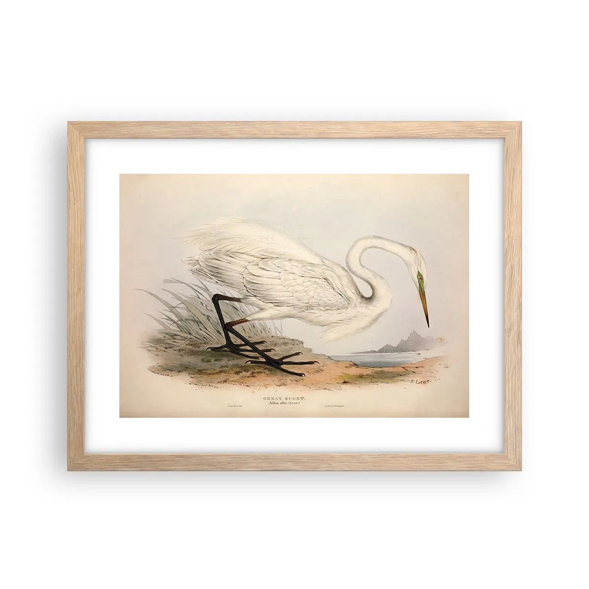 Plagát v ráme zo svetlého duba - Pani rákosín - 40x30 cm