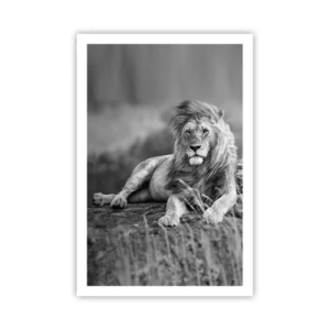 Plagát - Kráľovská siesta - 61x91 cm