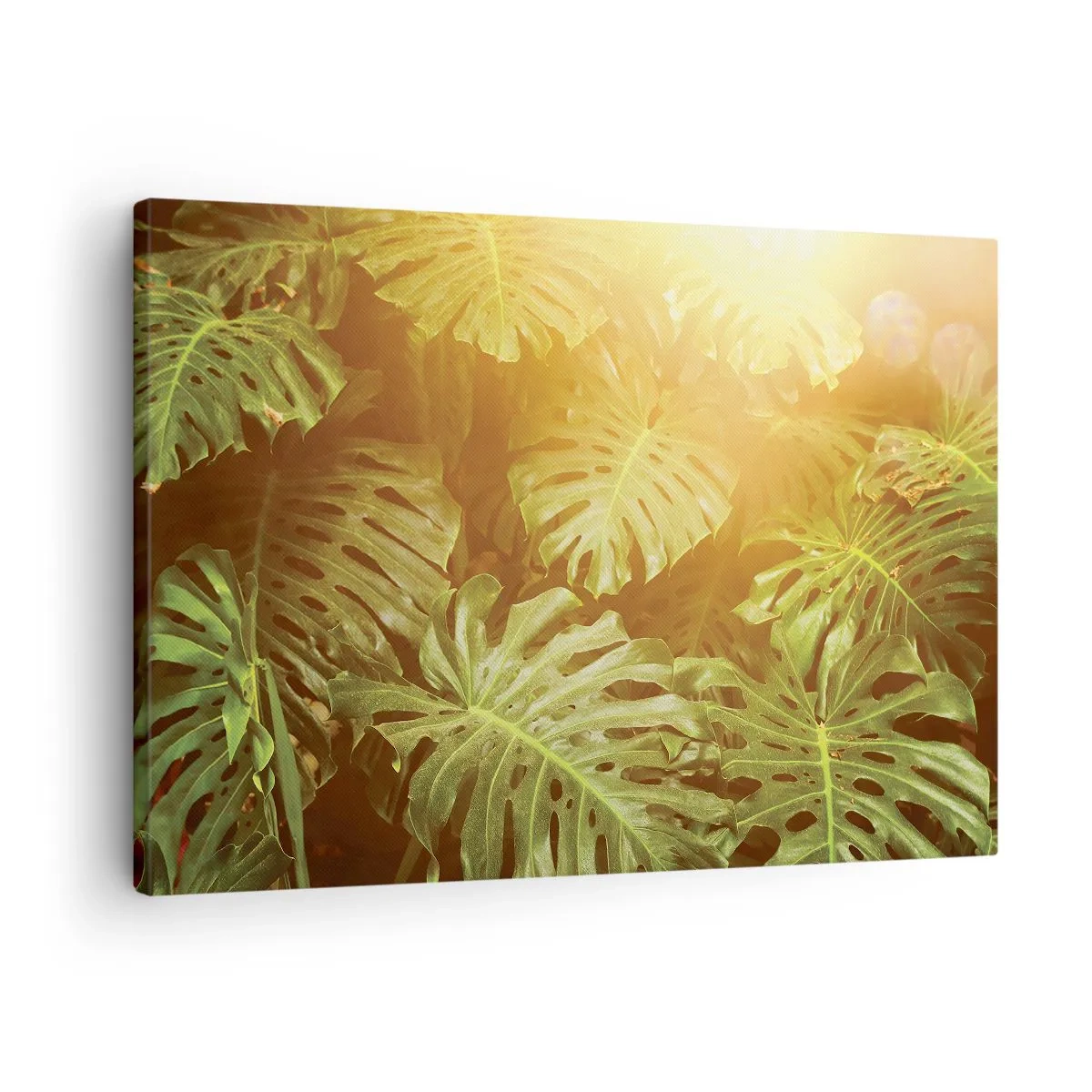 Obraz na plátne - Listy monstery na slnku na prirodzenom pozadí - 70x50cm - Vstúpiť do zelene… - Moderná nástenná dekorácia do obývacej izby a spálne ARTTOR