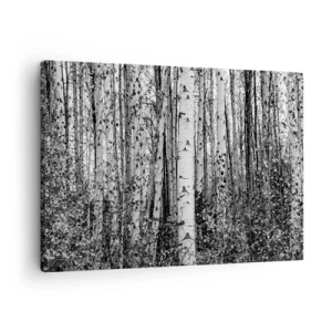 Obraz na plátne - Čierne a biele brezy v lese - 70x50cm - Brezová kolonáda - Moderná nástenná dekorácia do obývacej izby a spálne ARTTOR