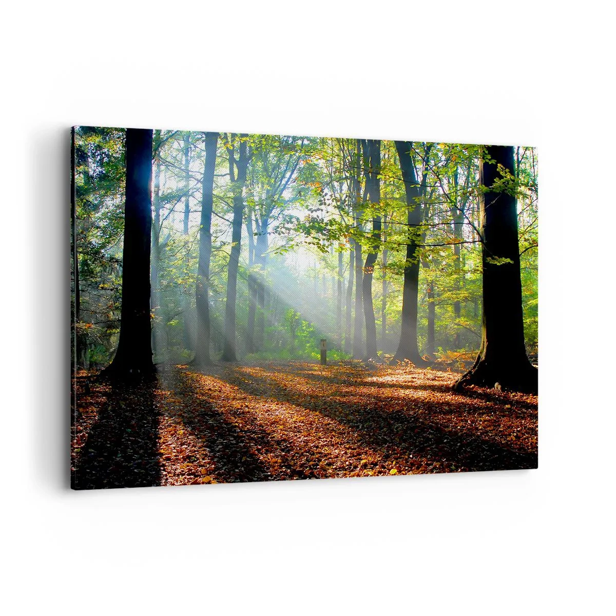 Obraz na plátne - Svetlá a tiene - 100x70 cm