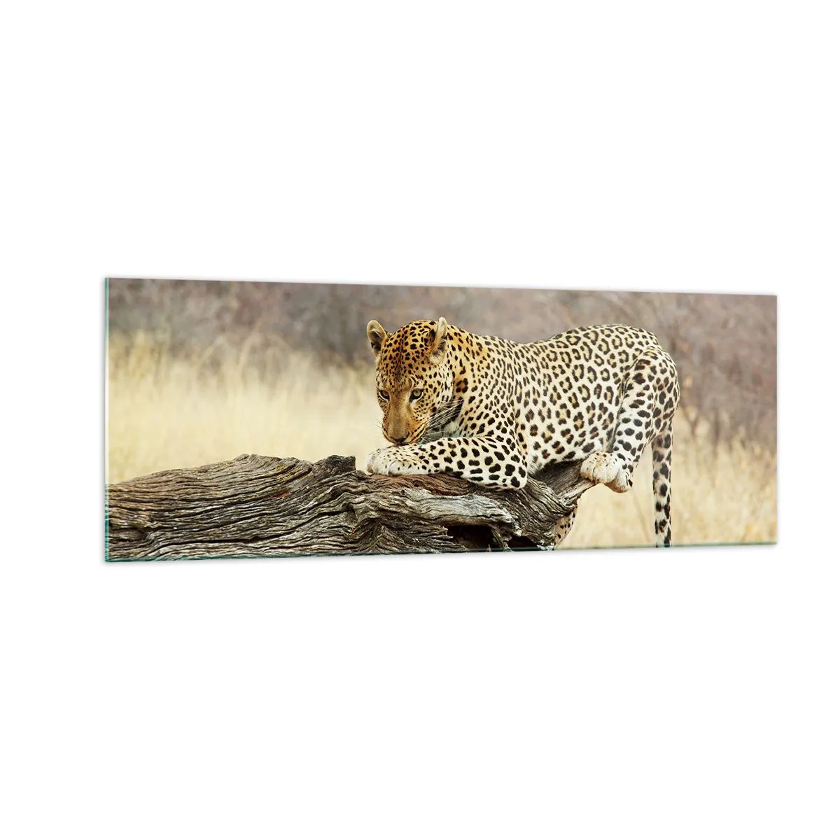 Obraz na skle - Chodím vlastnými cestami - 140x50 cm