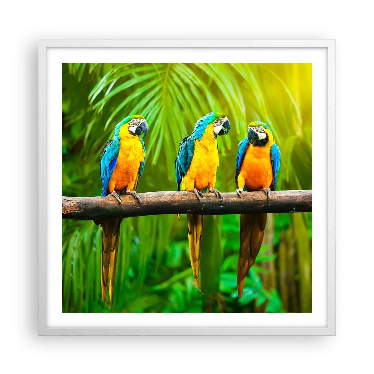 Plagát v bielom ráme - Počula si, že ona…? - 60x60 cm