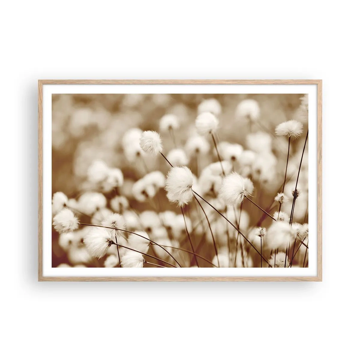 Plagát v ráme zo svetlého duba - Chlpatý lán - 100x70 cm