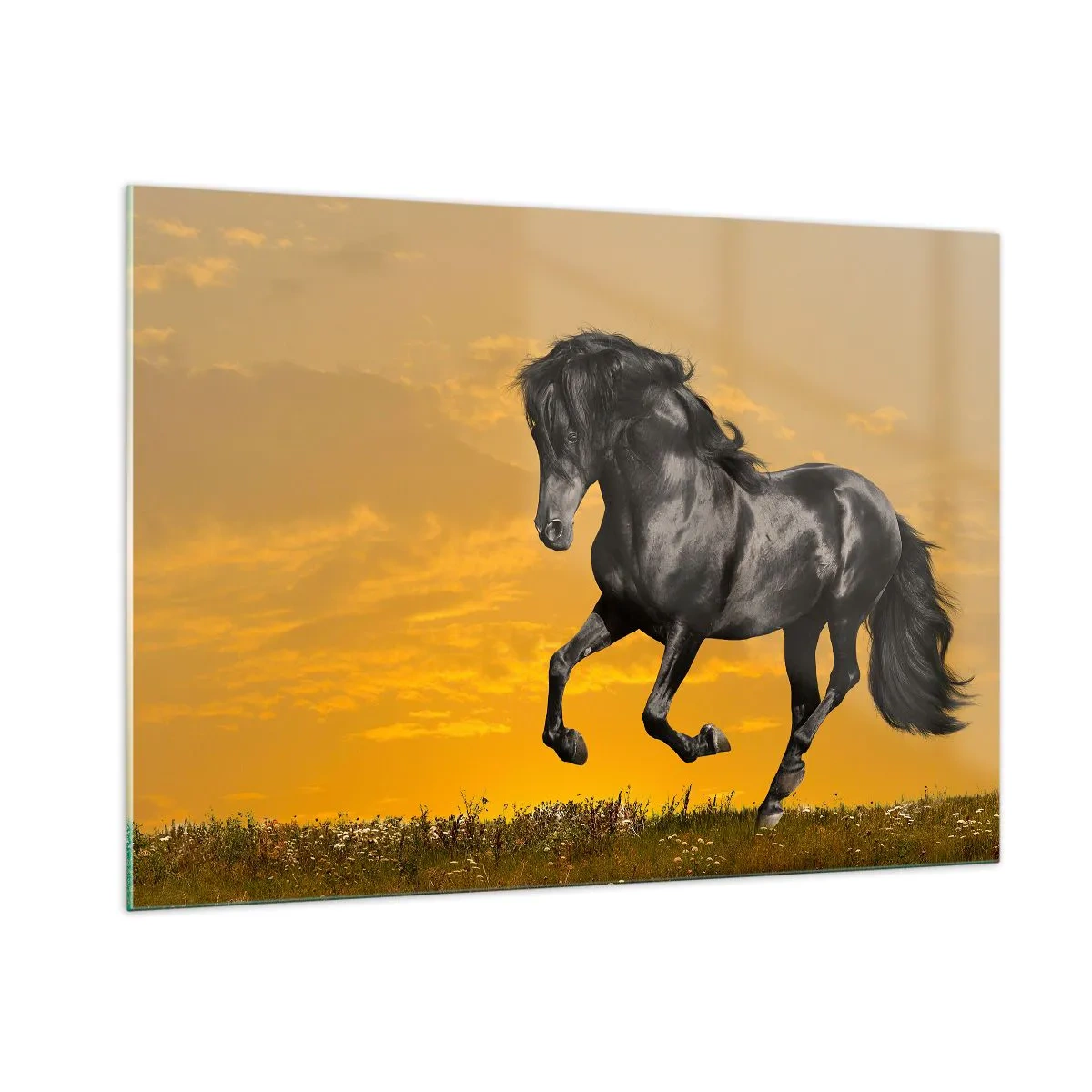 Obraz na skle - Krásny, slobodný a divoký - 100x70 cm