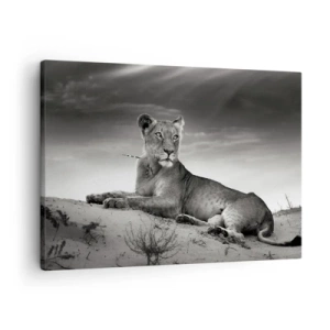 Obraz na plátne - Čiernobiely portrét levice v savane - 70x50cm - Odpočinok kráľovnej púšte - Moderná nástenná dekorácia do obývacej izby a spálne ARTTOR
