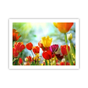 Plagát - Všetky farby slnka - 70x50 cm