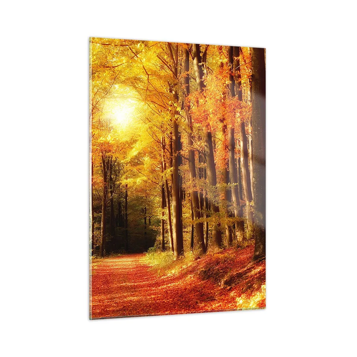 Obraz na skle - Zlatá jeseň na lesnej ceste - 50x70 cm