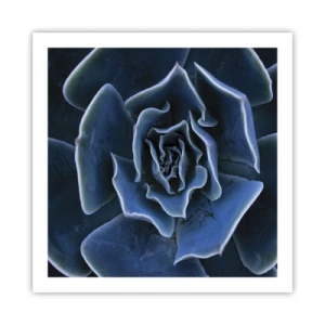 Plagát - Púštny kvet - 60x60 cm