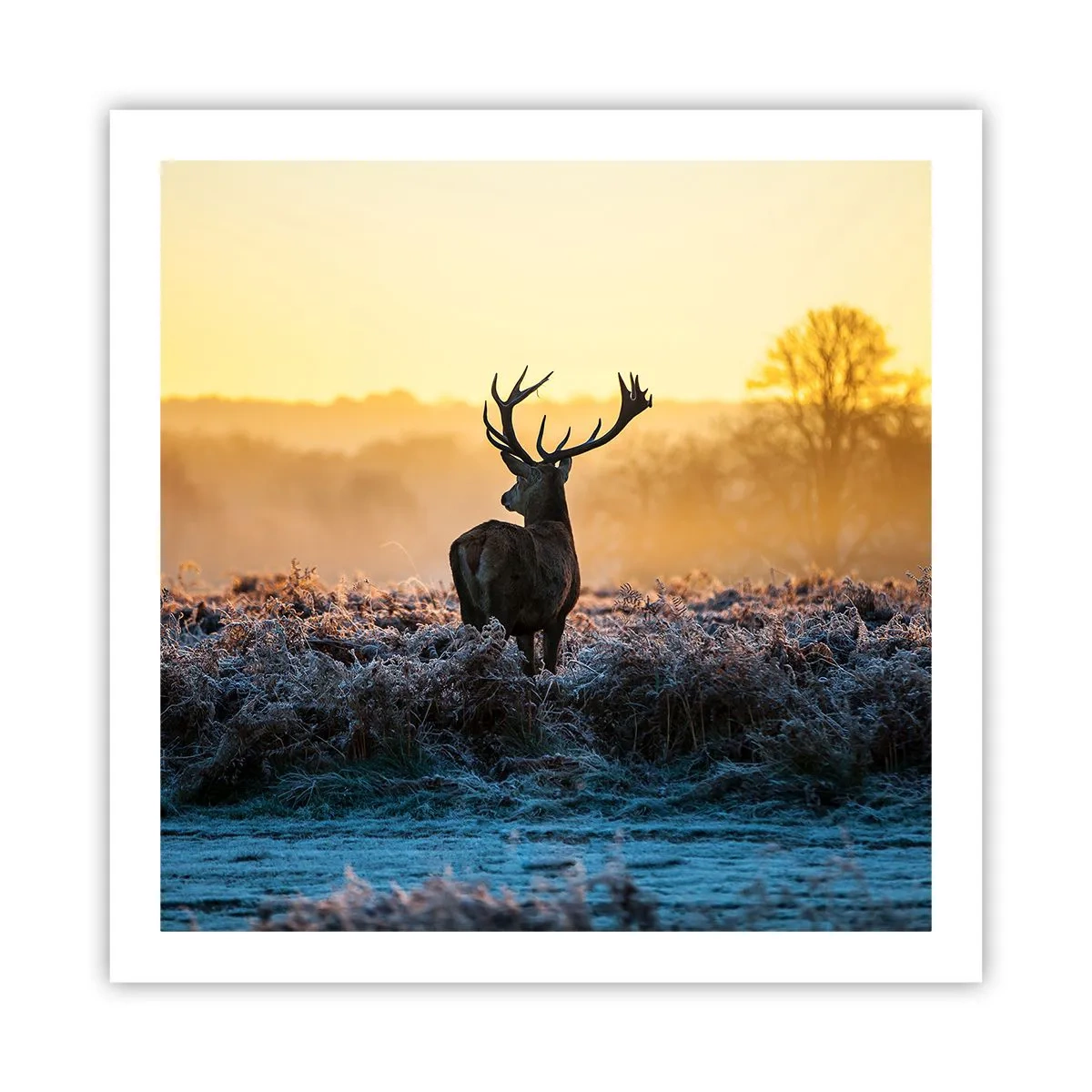 Plagát - Korunovaný na svojom panstve - 60x60 cm