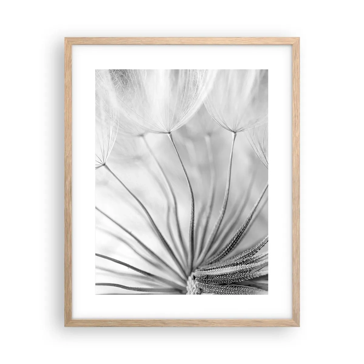 Plagát v ráme zo svetlého duba - Púpavy - 40x50 cm