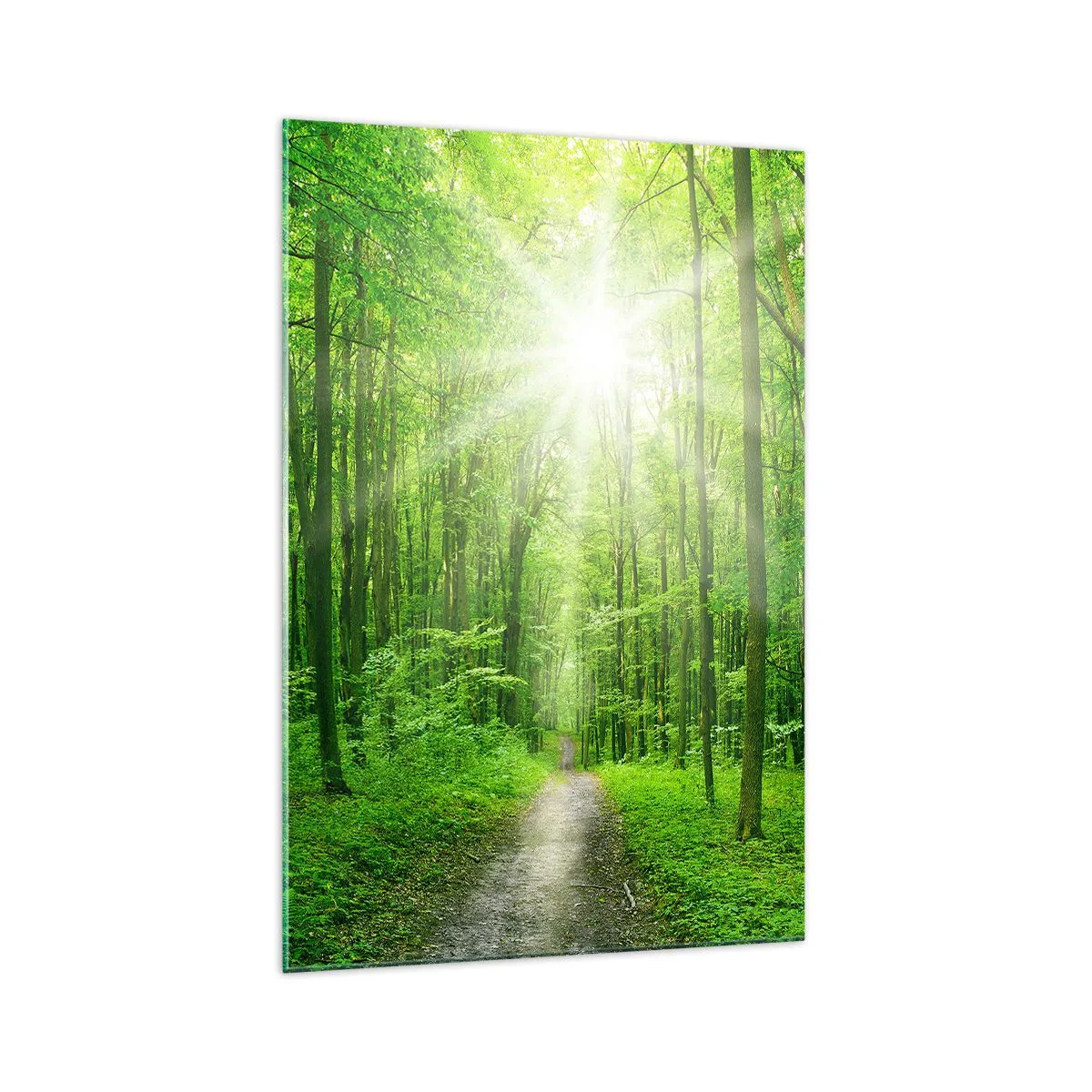Obraz na skle - Zelená katedrála - 70x100 cm