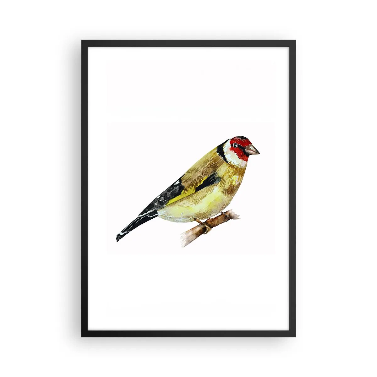 Plagát v čiernom ráme - Stehlík na konári v akvarelovom štýle - 50x70cm - Vtáčí portrét - Moderná nástenná dekorácia do obývacej izby a spálne ARTTOR