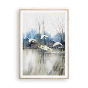 Plagát v ráme zo svetlého duba - Ako v poviedke o divokých labutiach - 70x100 cm