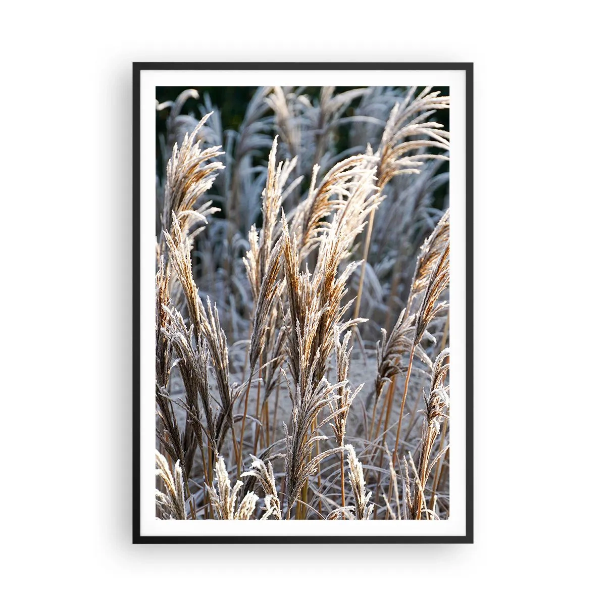 Plagát v čiernom ráme - Mrazom pokryté - 70x100 cm