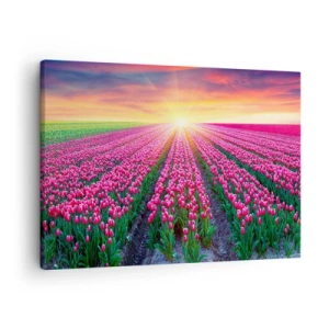 Obraz na plátne - Pole tulipánov pri západe slnka - 70x50cm - Farma krásy - Moderná nástenná dekorácia do obývacej izby a spálne ARTTOR