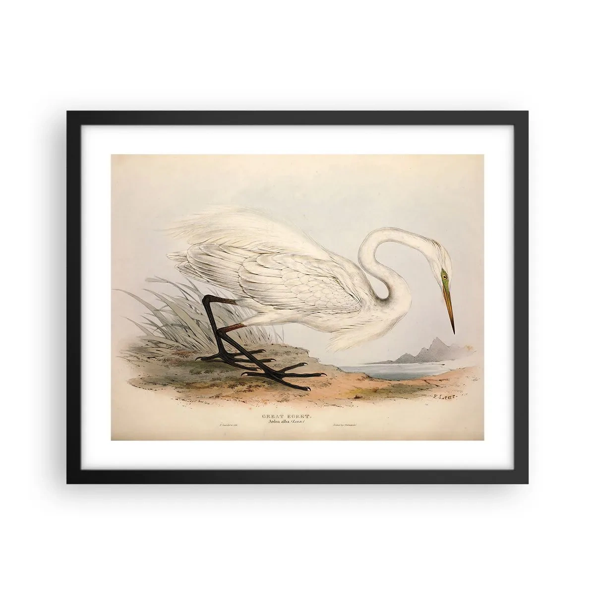 Plagát v čiernom ráme - Pani rákosín - 50x40 cm